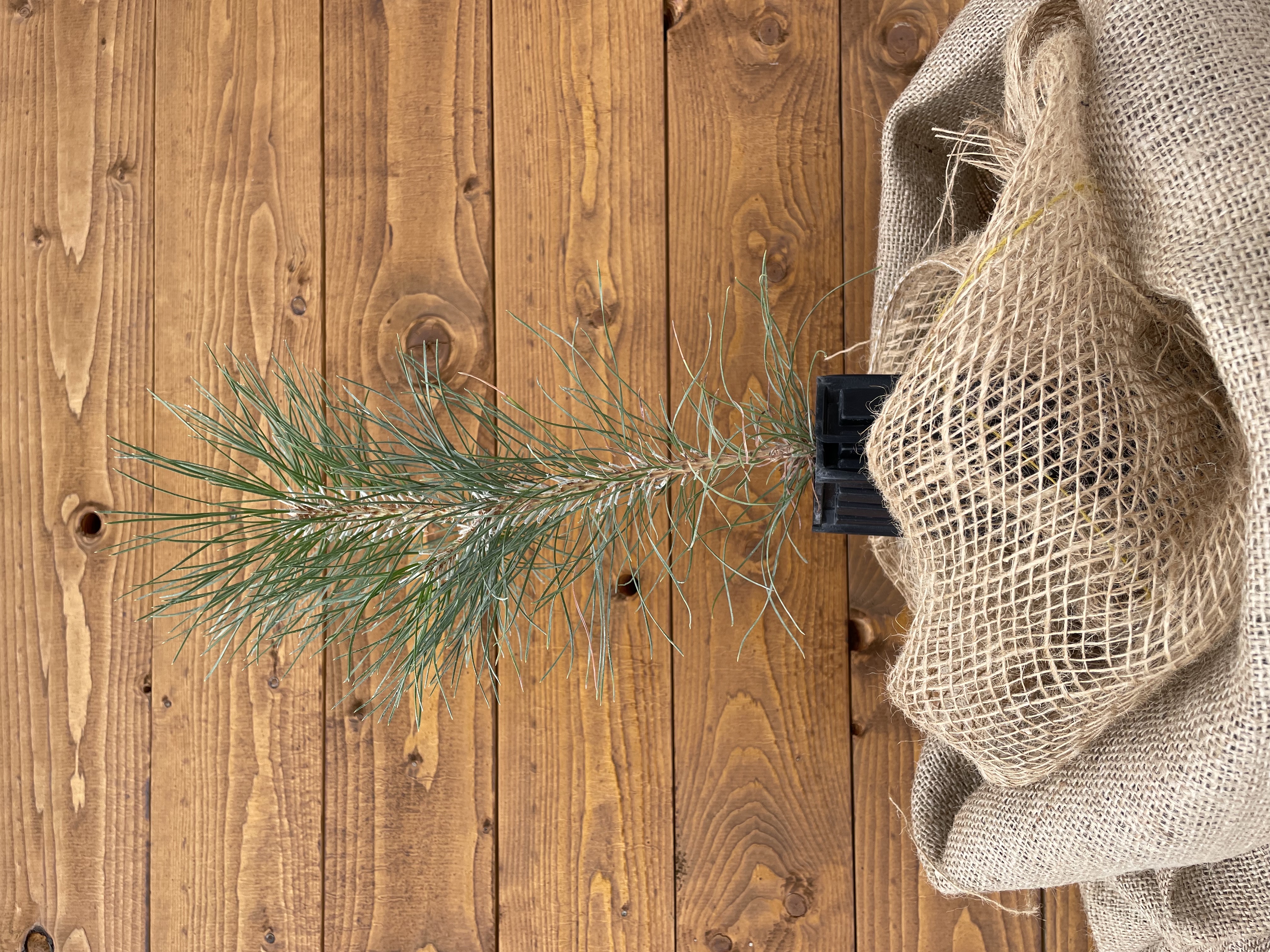 Trüffelbaum "Schwarzkiefer" (Burgundertrüffel)
